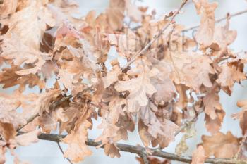 Brown oak leaves in a tree, selective focus