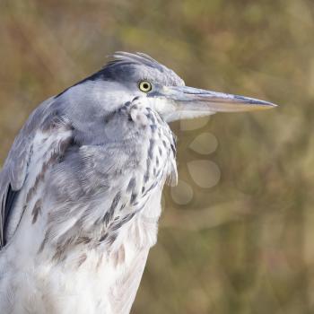 Image of a great blue heron, selective focus