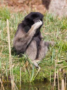 Adult white handed gibbon drinking from a small river