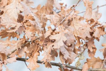Brown oak leaves in a tree, selective focus