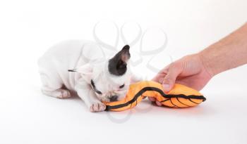 French puppy bulldog, isolated - Playing with a toy