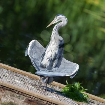 Great blue heron standing in a funny position