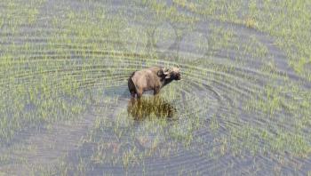 Water buffalo in the Okavango delta, Botswana - Aerial view