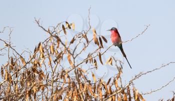 Carmine Bee eater perched on a branch, Namibia