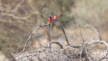 Carmine Bee eaters perched on a branch, Namibia