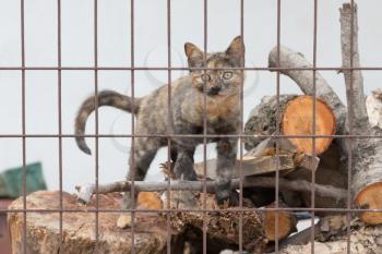 Cute homeless kitten in Greece - Behind a fence