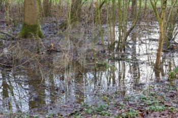 Flooded forest area as a natural and recurring seasonal occurrence - The Netherlands