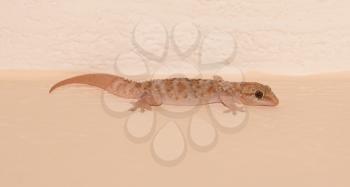 Small lizard in a house in Greece - Selective focus