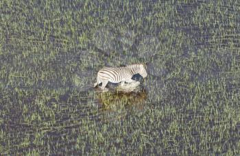 Wild African zebra in the Okavango delta - Botswana - Aerial view