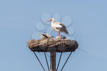 White stork sitting on a nest, the young ones are a few weeks old now