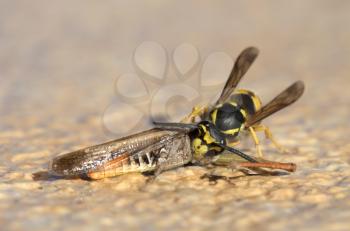 Wasp cutting of a grasshoppers head - Closeup