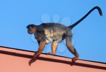 Red Colobus monkey on a roof in Gambia