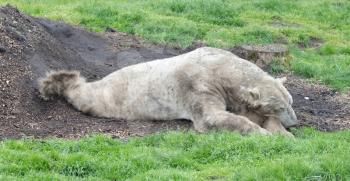 Polar bear on grass, lazy and resting