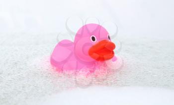 Pink duck in a bathtub, surrounded by soap