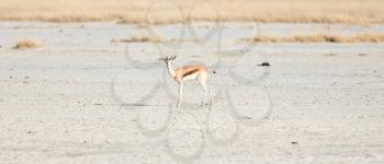 Lone springbok in the Makgadikgadi, Botswana