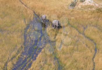 Elephants crossing water in the Okavango delta (Botswana), aerial shot