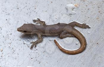 Tiny lizard in a metal sink, Namibia