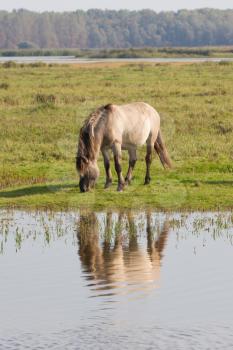 Grazing Konik horse in the north of the Netherlands