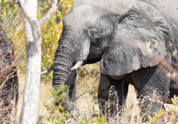 Adult African elephant (Loxodonta africana) in Botswana