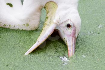 Pink pelican swimming in a pool filled with duckweed