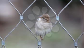 Sparrow on chain link fence, selective focus