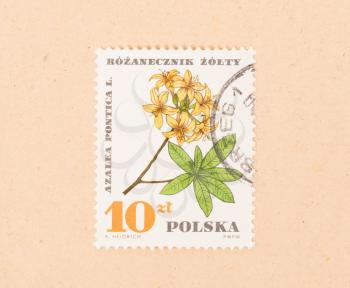 POLAND - CIRCA 1970: A stamp printed in Poland shows a flower, circa 1970