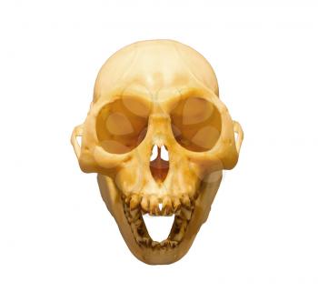 Monkey skull isolated on a white background