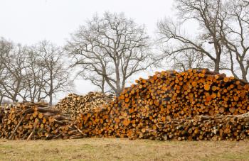 Forrest industry, stacked timber in a dutch forrest