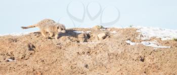Meerkat (Surikate) on guard duty, winter period