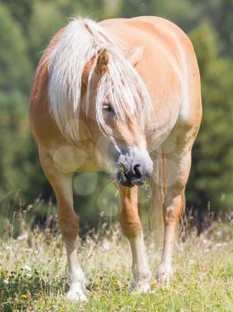 Beautiful haflinger horse in the Alps / mountains in Tirol, Austria