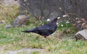 Alpine Chough (Pyrrhocorax graculus) in the mountains - Italy