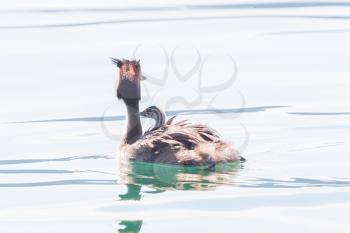 Great crested grebe (Podiceps cristatus) with chick on back, Elegant waterbird in the family Podicipedidae carrying young among reeds