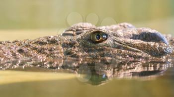 Closeup of a crocodile, silent but awake