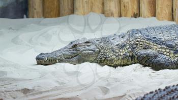 Closeup of a crocodile, silent but awake