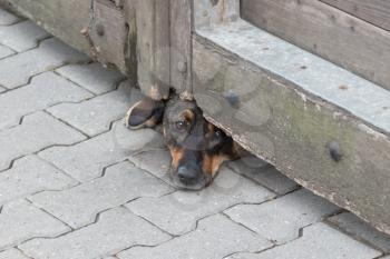 Dog under gate - Guarding the property, selective focus