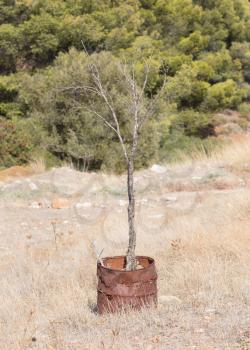 Greek nature landscape, dead olive tree, metal barrel