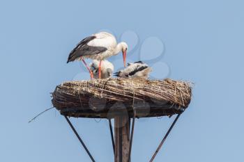 White stork sitting on a nest, the young ones are a few weeks old now