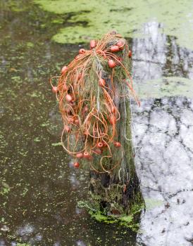 Old fishing net hanging in the water