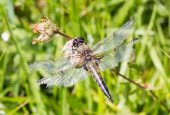 Dragonfly resting over a small flower  - Austria