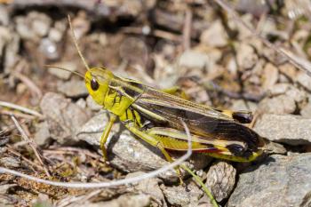 Small grasshopper in a garden in Austria