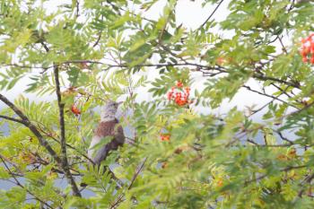 Fieldfare eating red berries - Selective focus on the bird