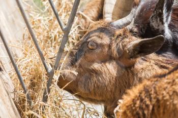Brown goat eating hay - Selective focus on the eye