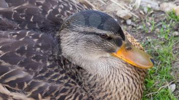 Close-up of a wild duck (mallard, female)