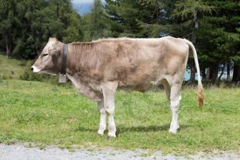 Brown milk cow in a meadow of grass, Alps, Austria