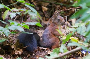 Squirrel in the forest - Southern Germany - Schwarzwald