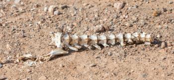 Bone spine of a wild animal in Greece