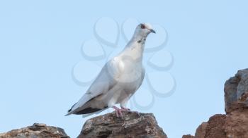 Single white pigeon in Greece- Sitting on an old building