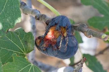 Half eaten fig in a tree - Garden in Greece