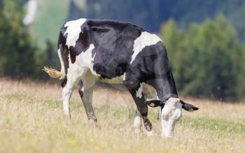 Milk cow in a meadow of grass, Alps, Austria