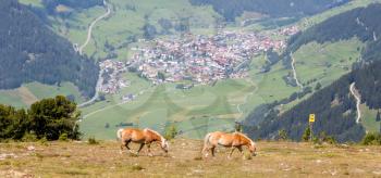Two horses graze on pasture in the Alps, village in the background
